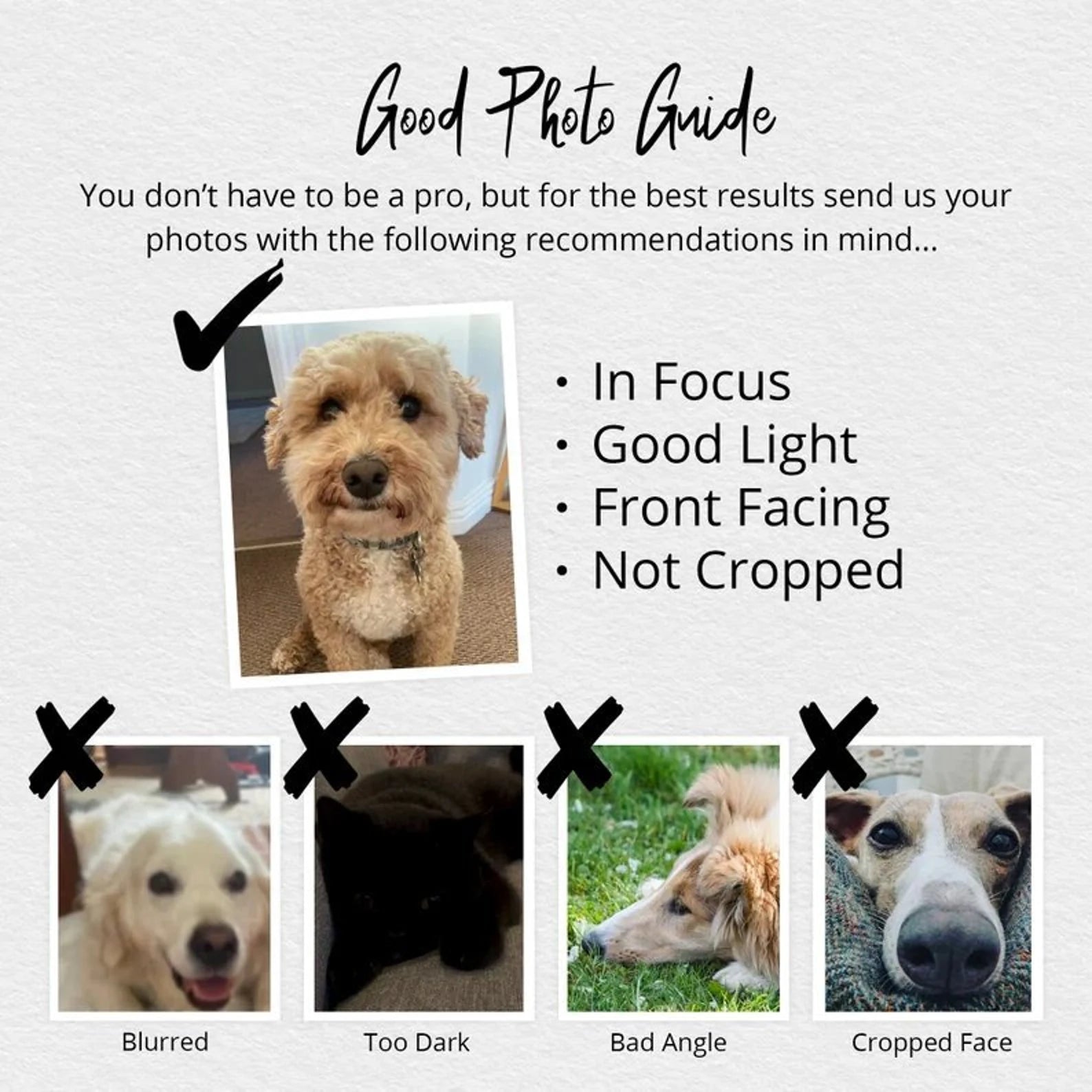 A guide on how to take a good photo for your pet portrait